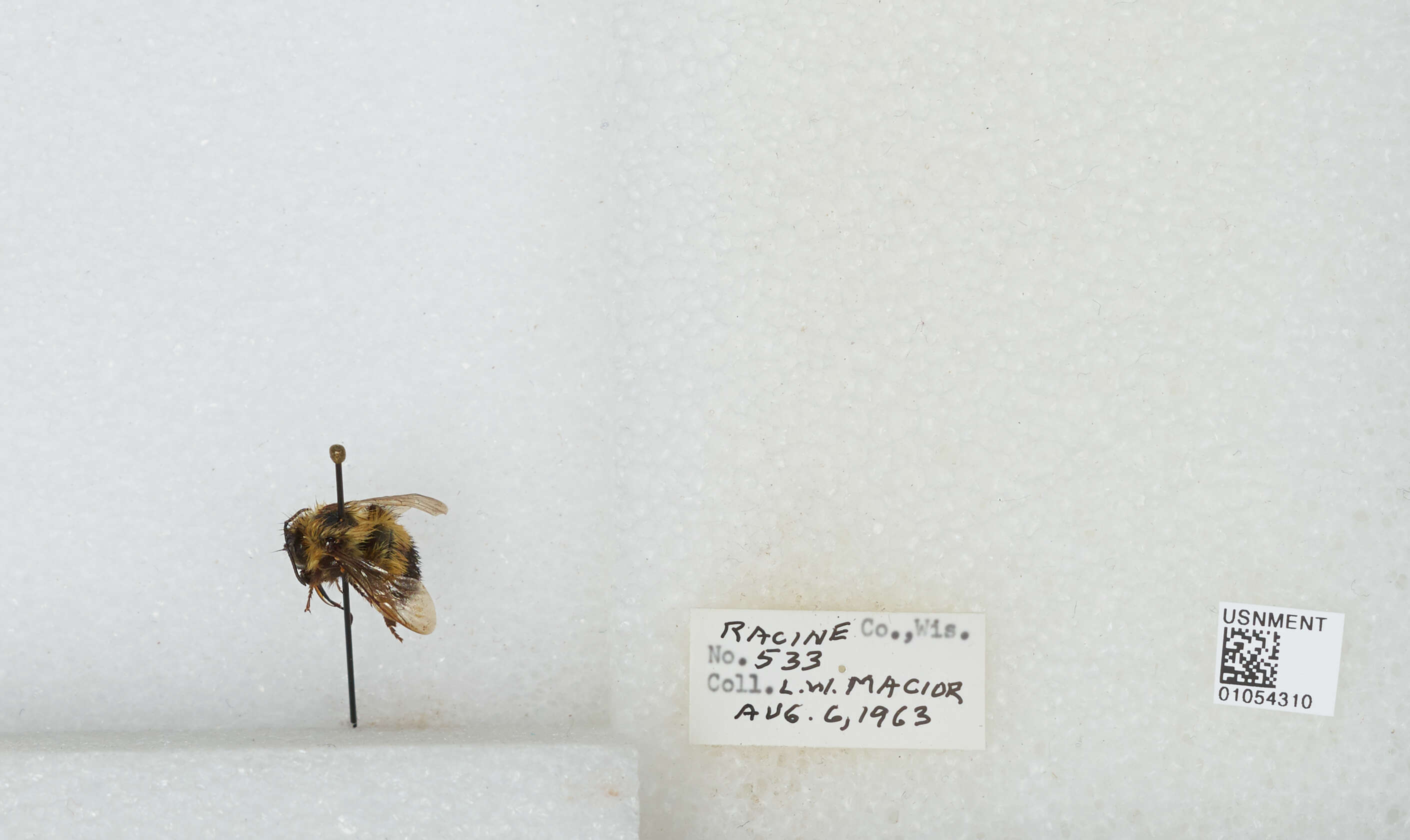 Слика од Bombus affinis Cresson 1864