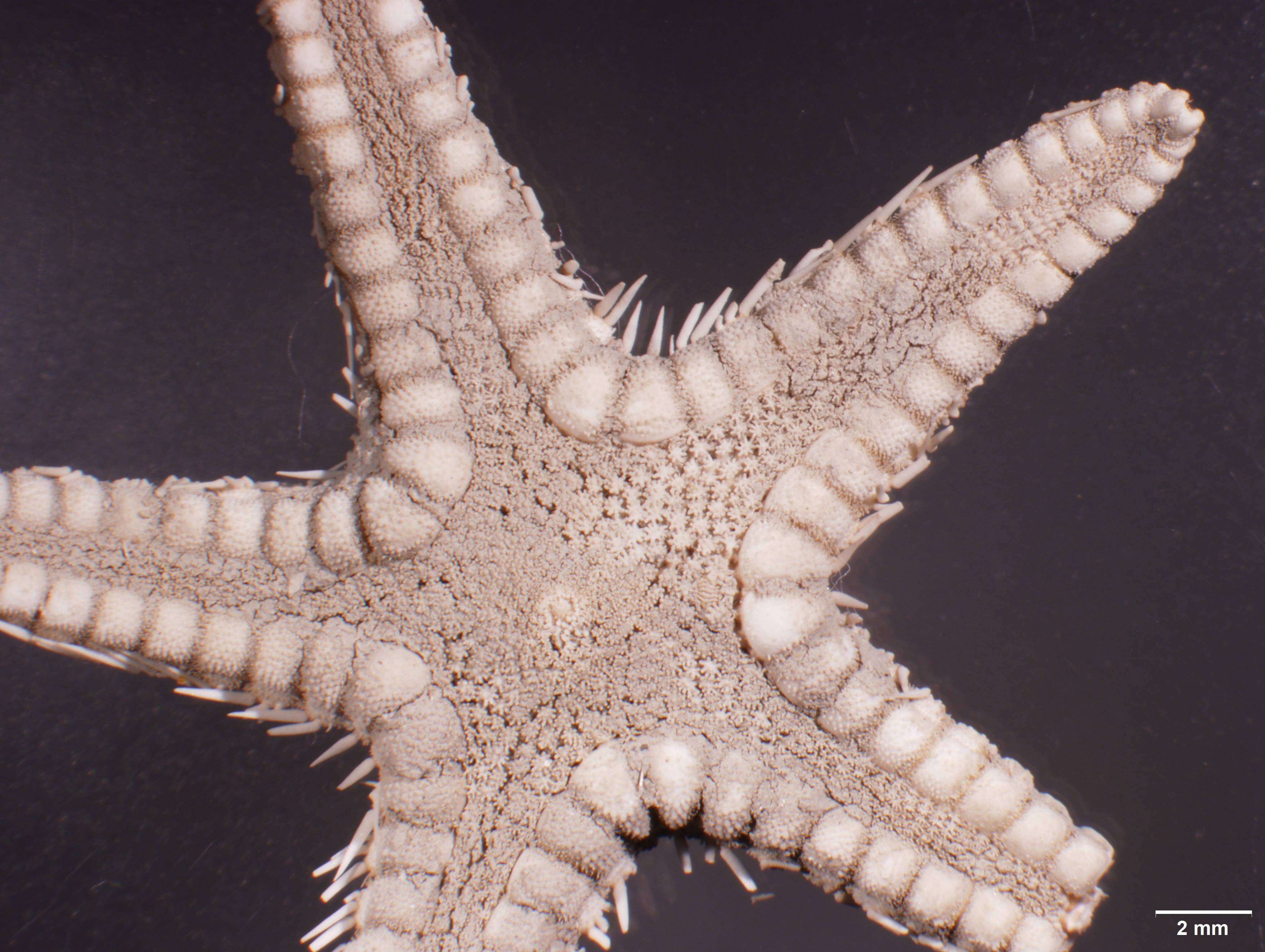 Image of Astropecten karankawai Lawrence et al. 2018