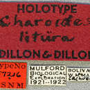 Tulcus liturus (Dillon & Dillon 1945) resmi