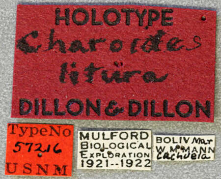 Tulcus liturus (Dillon & Dillon 1945) resmi