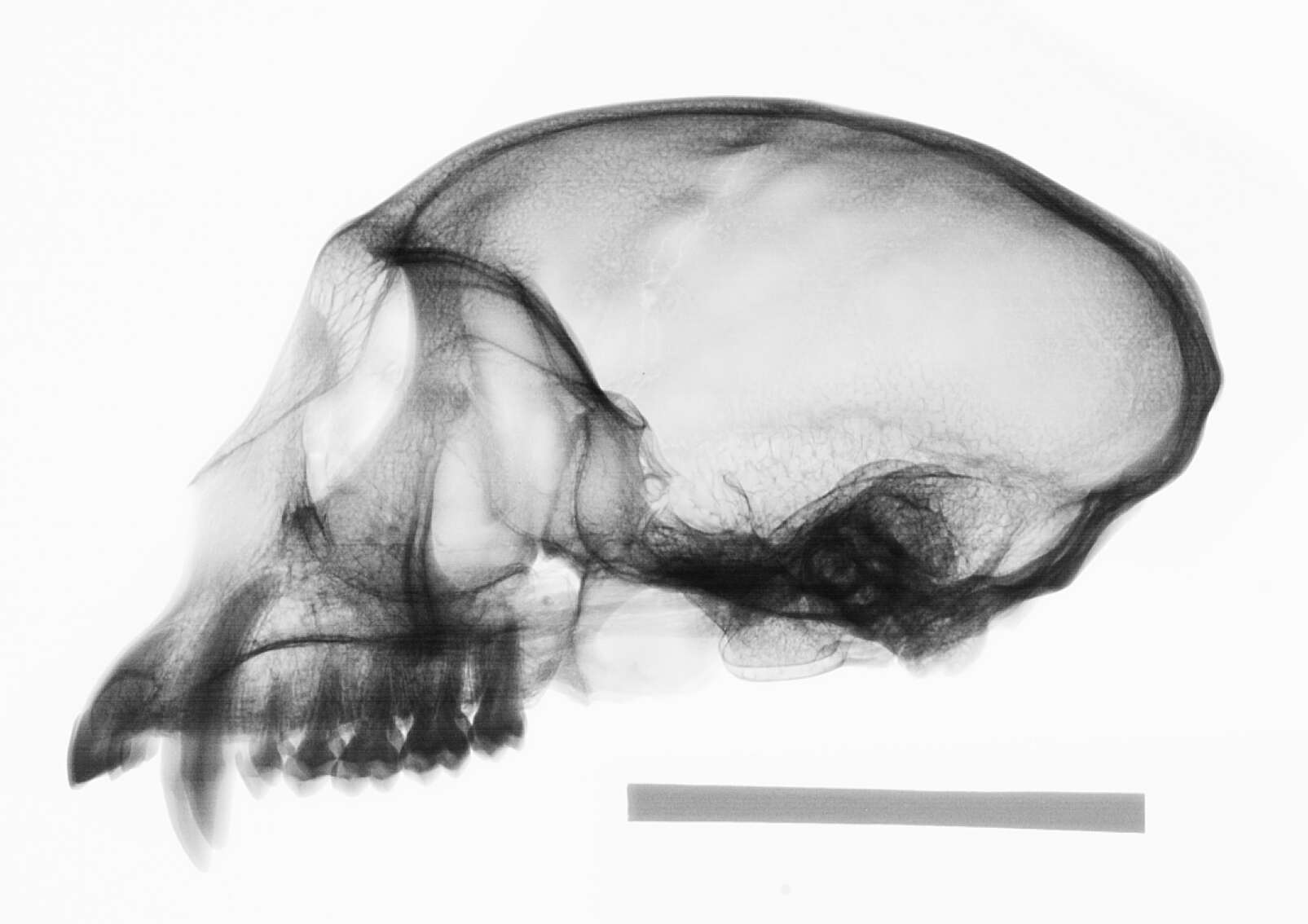 Plancia ëd Cercopithecus cephus cephodes Pocock 1907