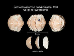 Image of Ischnochiton liozonis Dall & Simpson