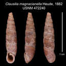 Image of <i>Clausilia magnacianella</i> Heude