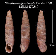 Image of <i>Clausilia magnacianella</i> Heude