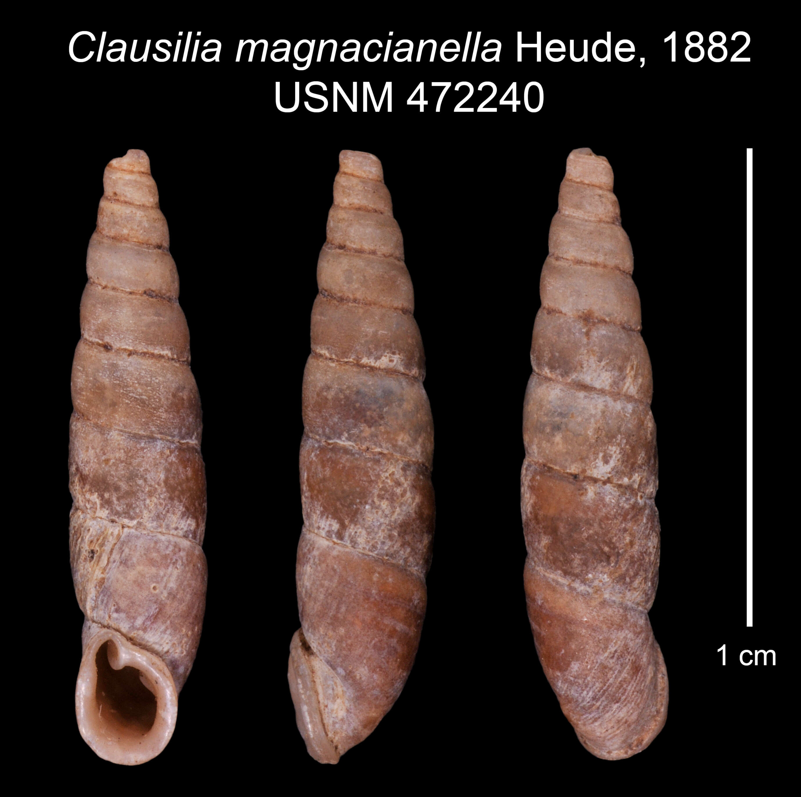 Image of <i>Clausilia magnacianella</i> Heude