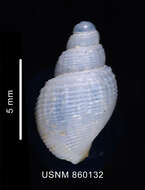 Image de Parabuccinum polyspeirum (Dell 1990)