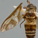 Image of Dichelacera fasciata Walker 1850