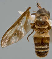 Image of Dichelacera fasciata Walker 1850