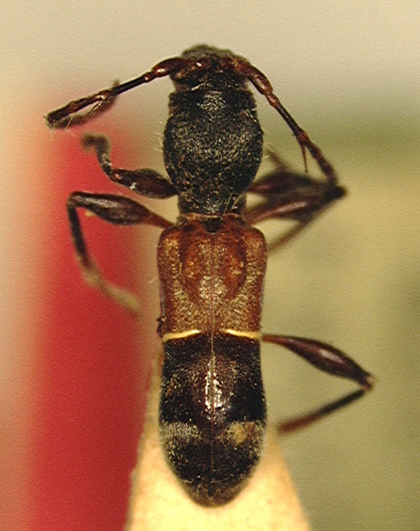 Image of Euderces dimidiatipennis (Melzer 1932)