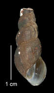 Image of Juga plicifera (I. Lea 1838)