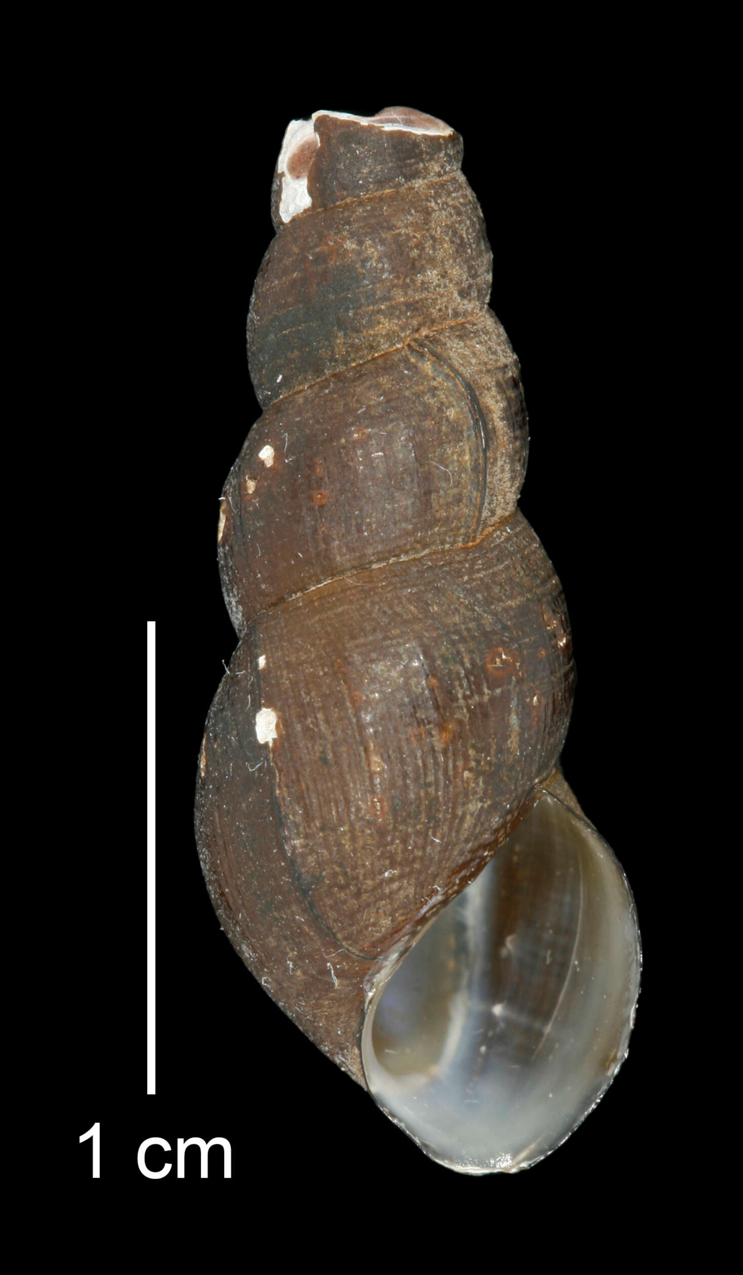 Image of Juga plicifera (I. Lea 1838)