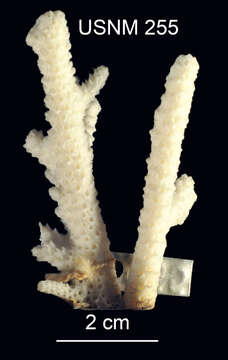 Image of Staghorn coral