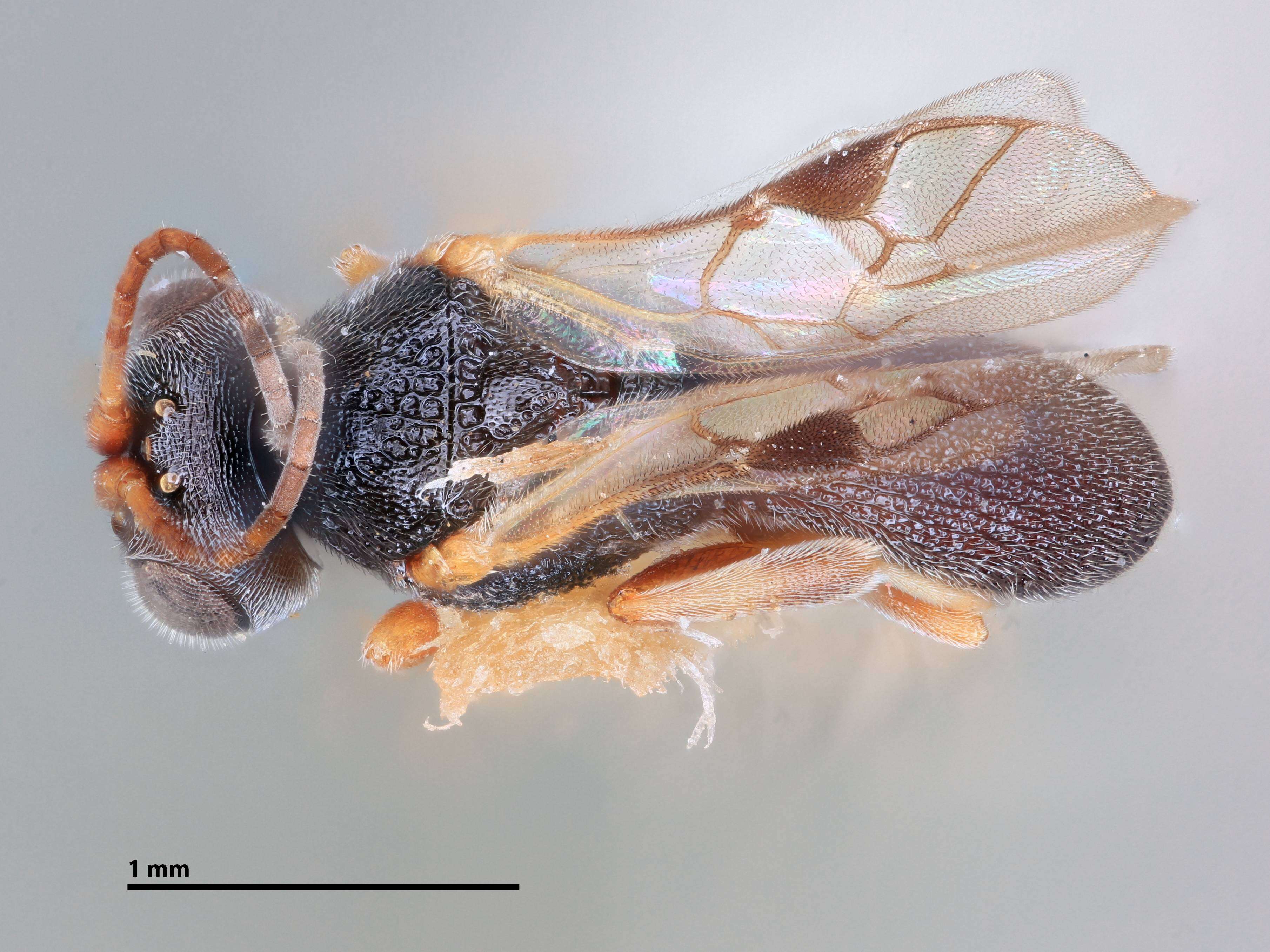 Image of Chelonus townsendi Viereck 1912