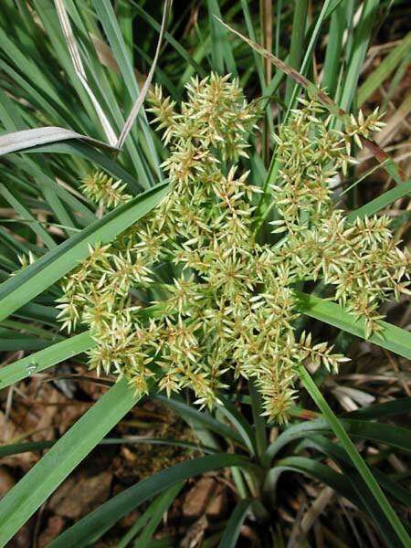 Image of Javanese flatsedge