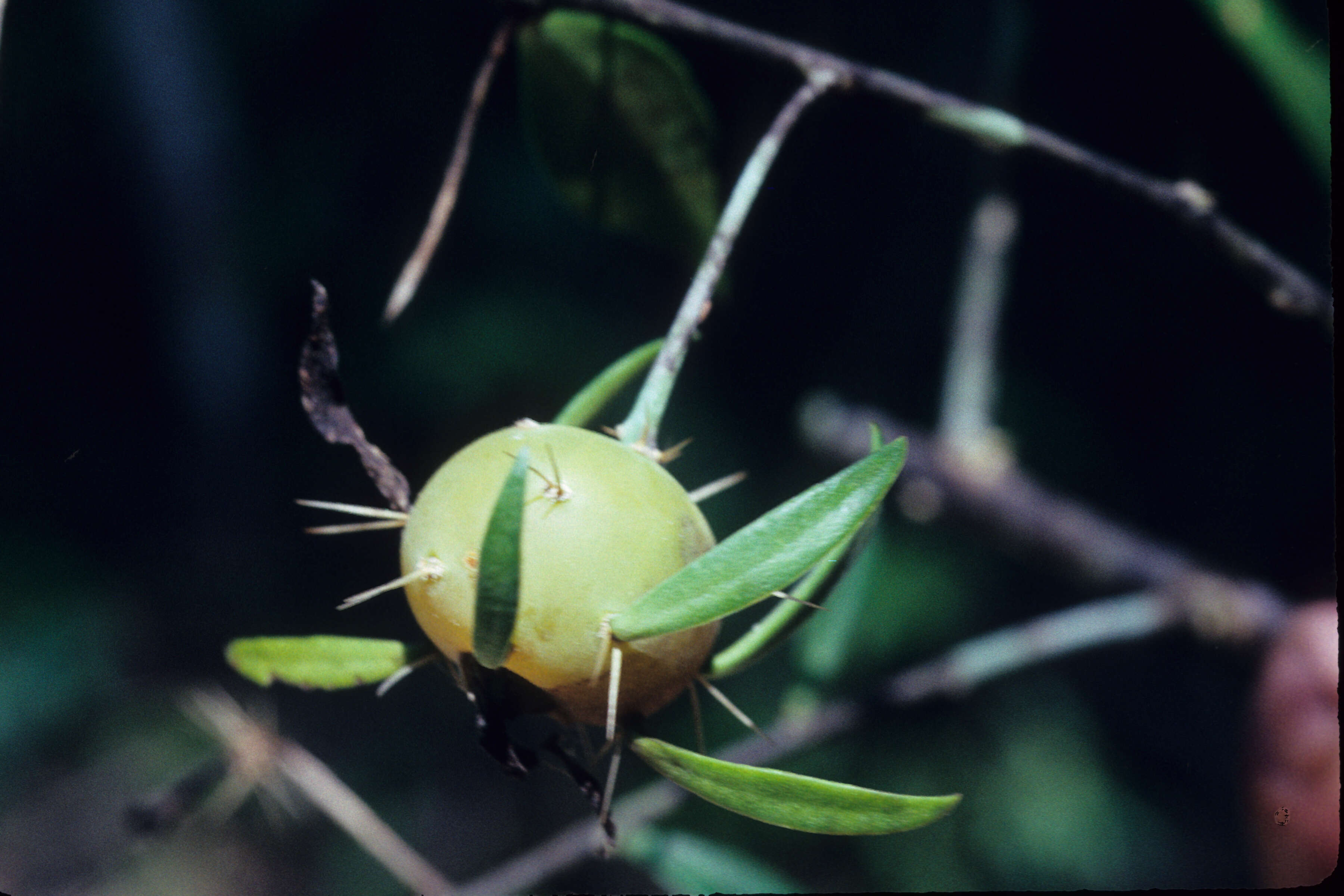 Image of Barbados shrub