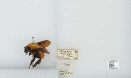 Image of Bombus atripes Smith 1852