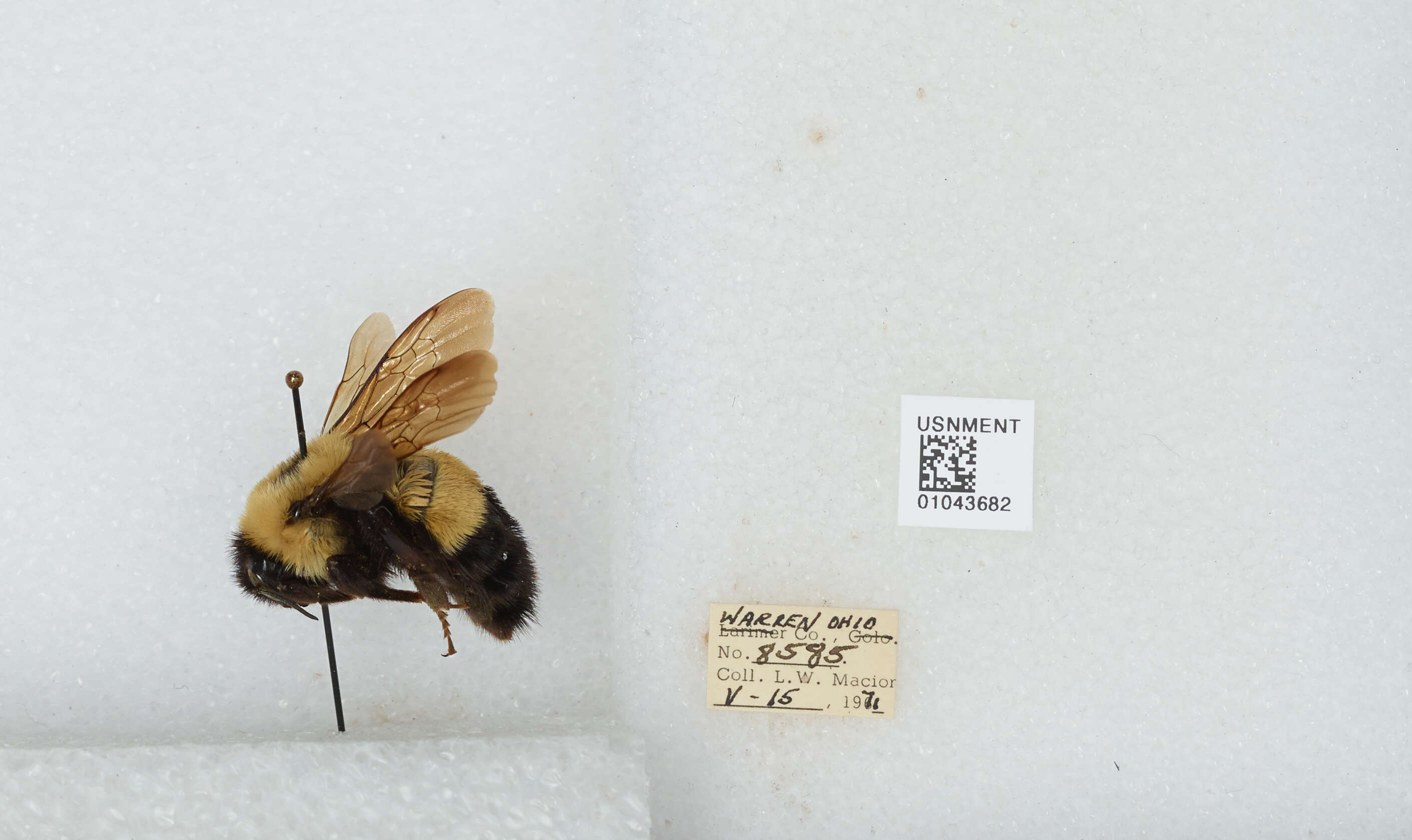 Слика од Bombus affinis Cresson 1864