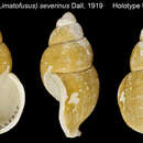 صورة Latisipho severinus (Dall 1919)