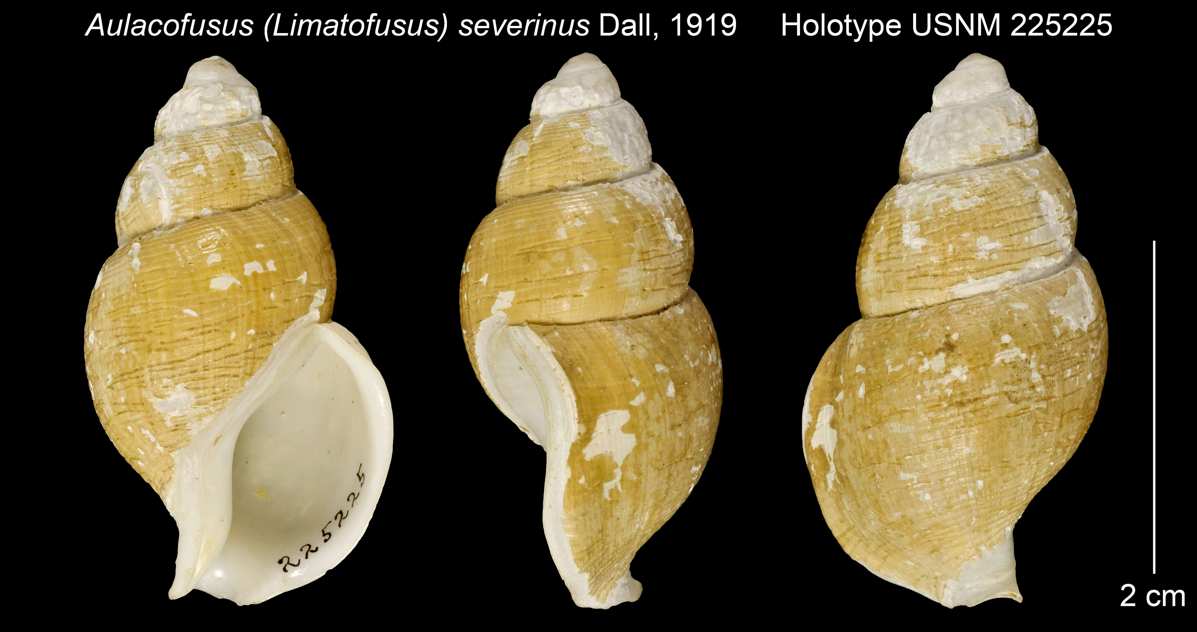 Image of Latisipho severinus (Dall 1919)