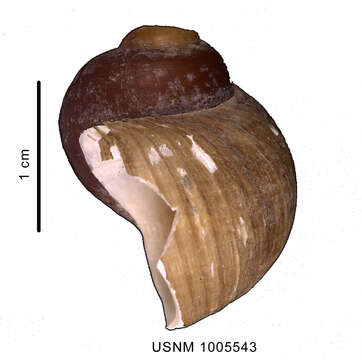 Image of Amauropsis aureolutea (Strebel 1908)