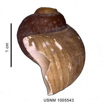 Imagem de Amauropsis aureolutea (Strebel 1908)