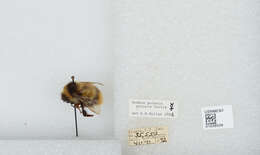 Image of Polar Bumble Bee