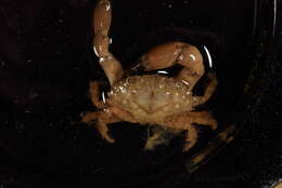 Image of Xanthidae