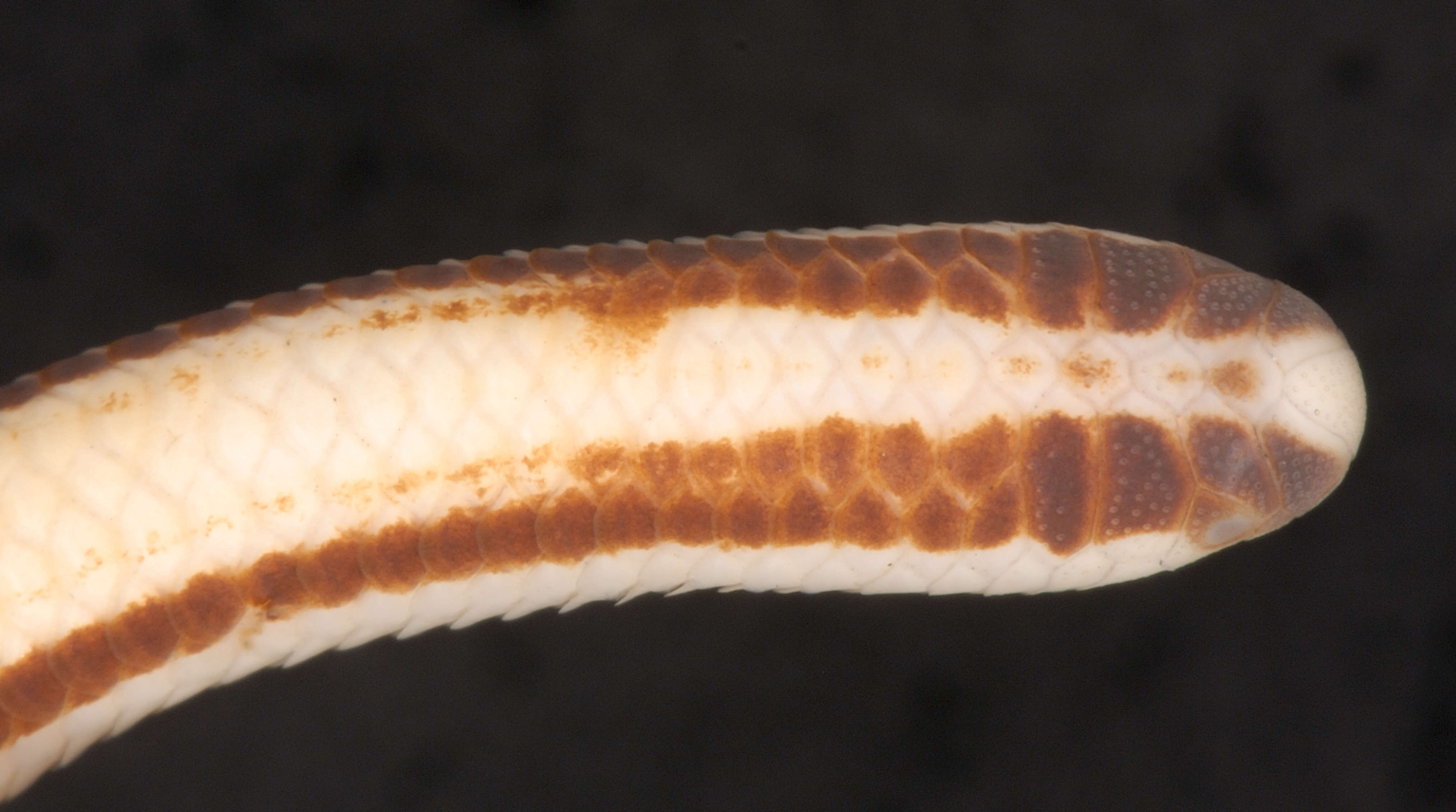 Image of Three-colored Blind Snake