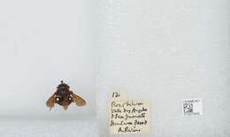 Image of Bombus breviceps Smith 1852