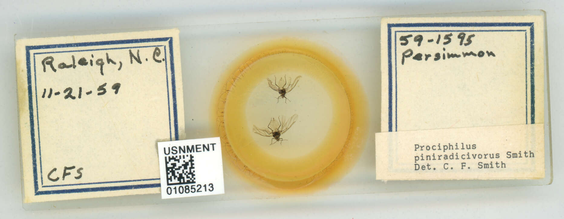 Image of Prociphilus (Prociphilus) piniradicivorus Smith & C. F. 1969