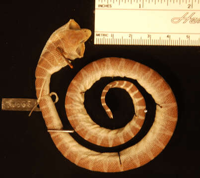 Image of Plain Seasnake