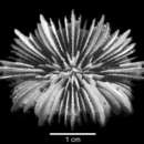 Слика од Cyathotrochus pileus (Alcock 1902)