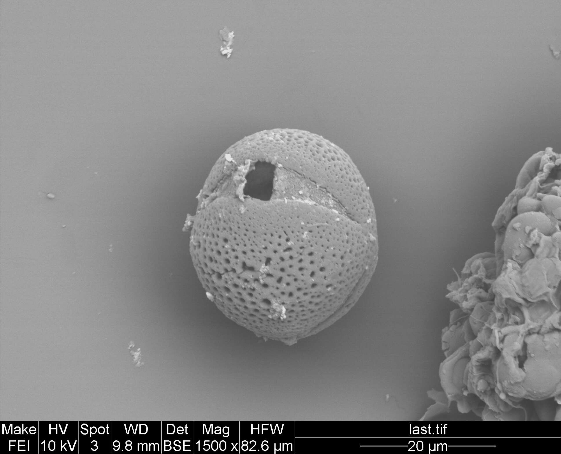 Staphylea holocarpa Hemsl.的圖片