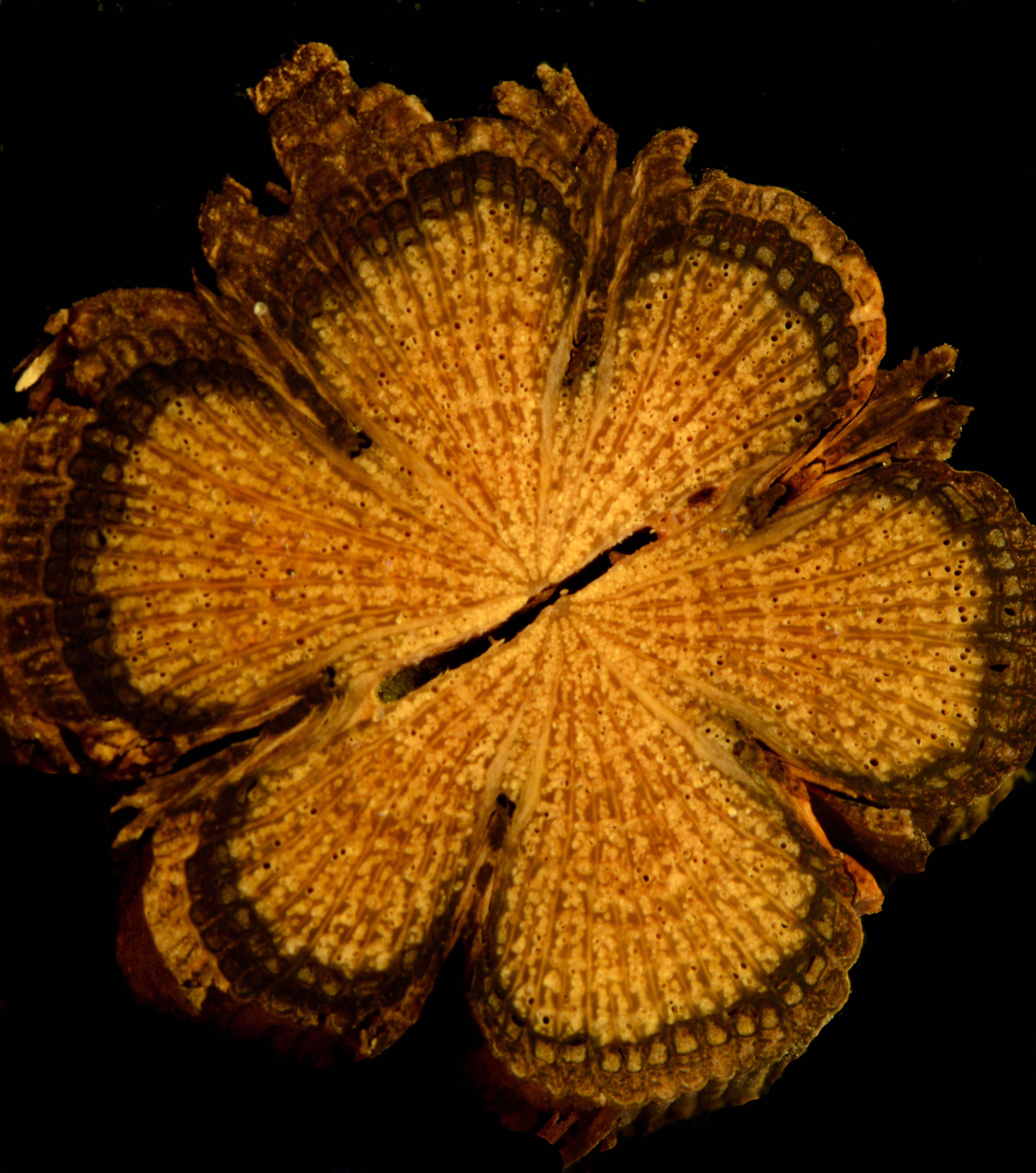 Image of Clematis grossa Benth.