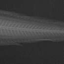 Image of Equal-fin snailfish