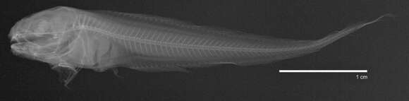 Image of Equal-fin snailfish