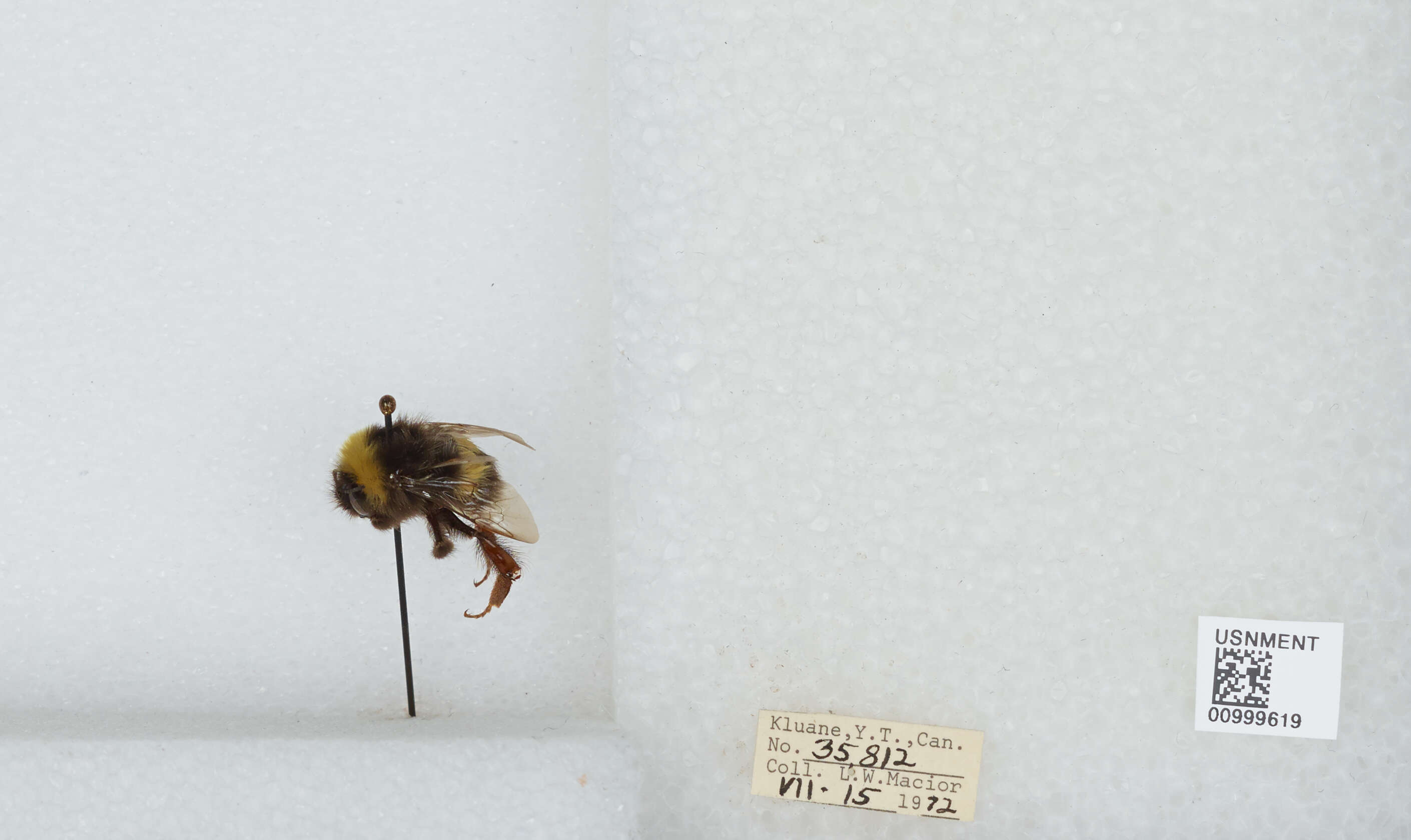 Image of White-tailed bumblebee