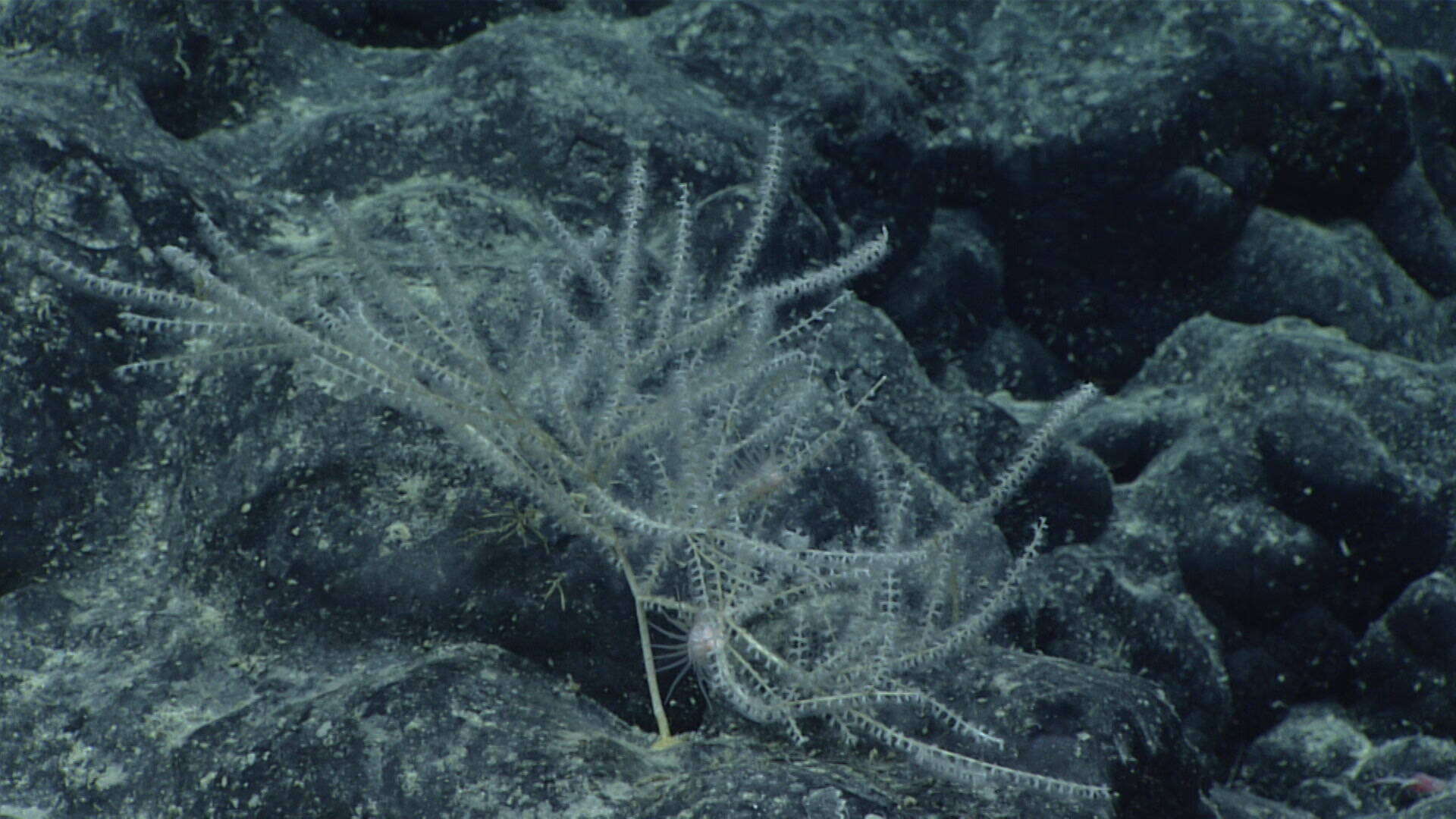 Image of Calyptrophora carinata Cairns 2018