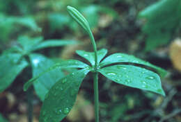 Plancia ëd Isotria verticillata (Muhl. ex Willd.) Raf.
