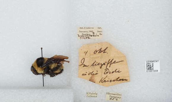 Слика од Bombus brasiliensis Lepeletier 1836