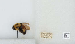 Слика од Bombus affinis Cresson 1864