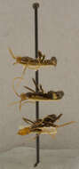 Image of Leptomyrmex wiburdi Wheeler 1915