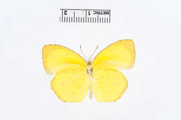 Image of Eurema desjardinsii (Boisduval 1833)