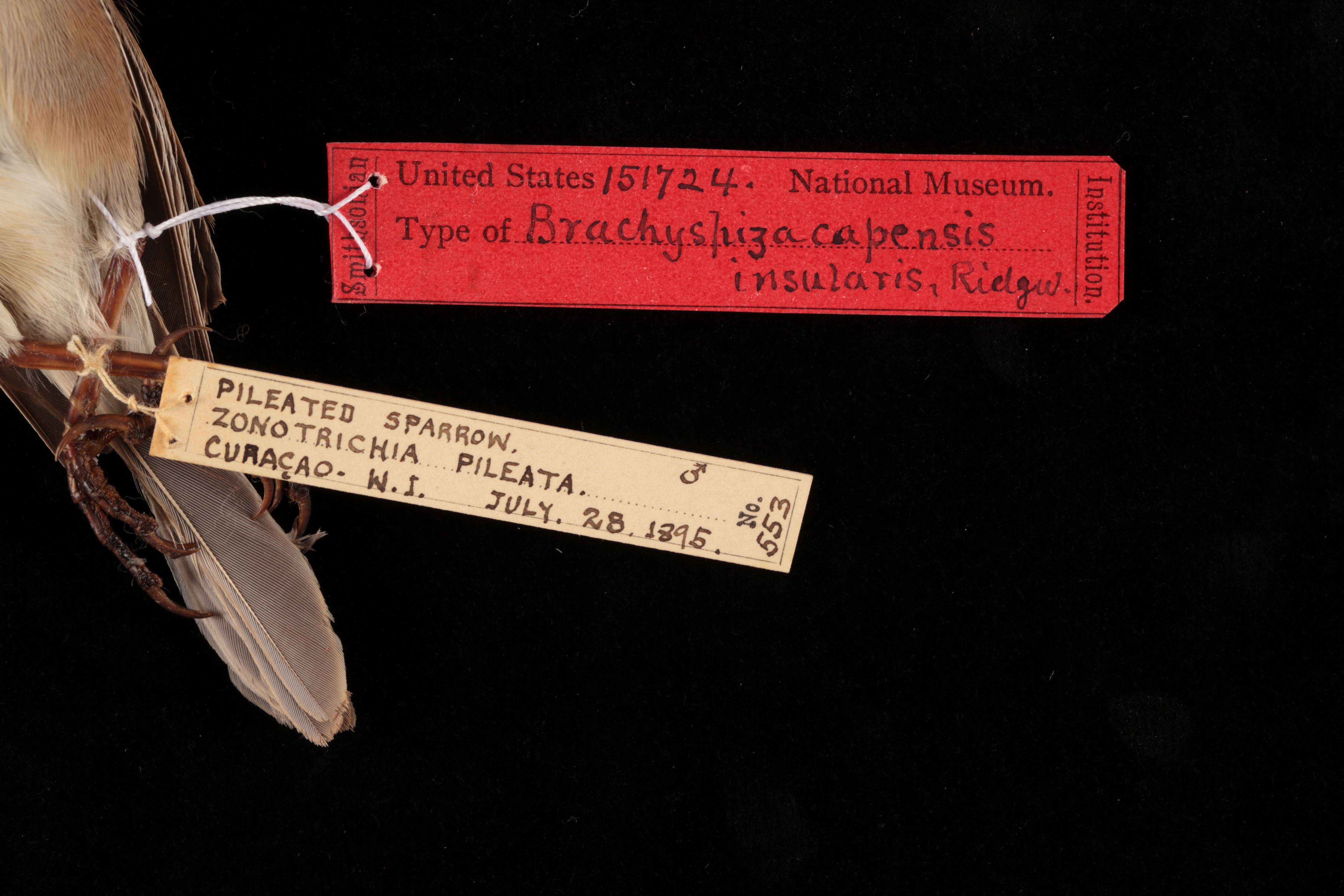 Image of Zonotrichia capensis insularis (Ridgway 1898)