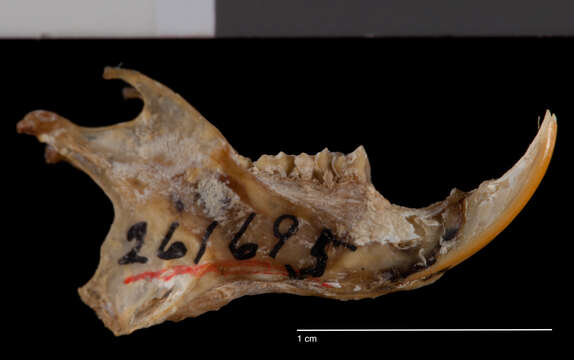 Image of Glaucomys volans herreranus Goldman 1936