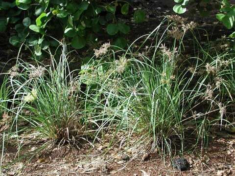 Image of Javanese flatsedge