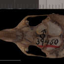 Image of Perognathus parvus columbianus Merriam 1894