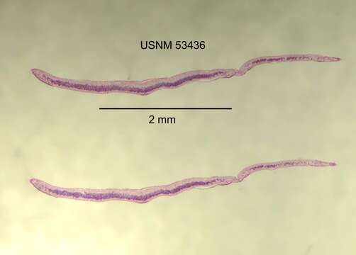 Image of Sphalloplana (Sphalloplana) holsingeri Kenk 1977