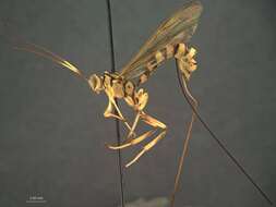 صورة Epirhyssa prolasia Porter 1978