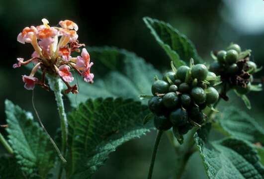 Image of lantana